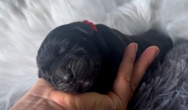 Big Newborn Cane Corso Puppy/Baby