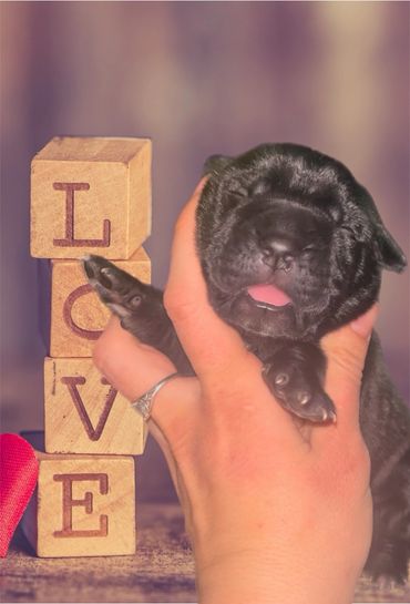 Black cane Corso newborns