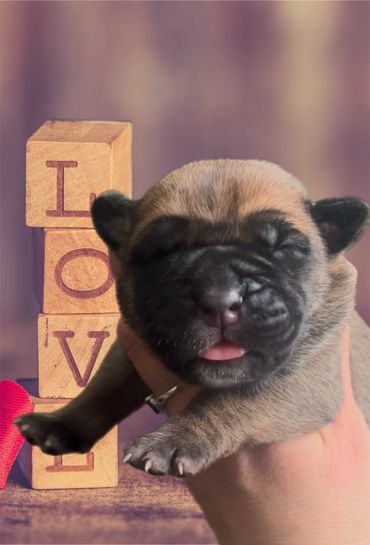 Cane Corso puppy newborn