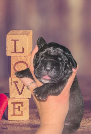 Black Cane Corso Puppy