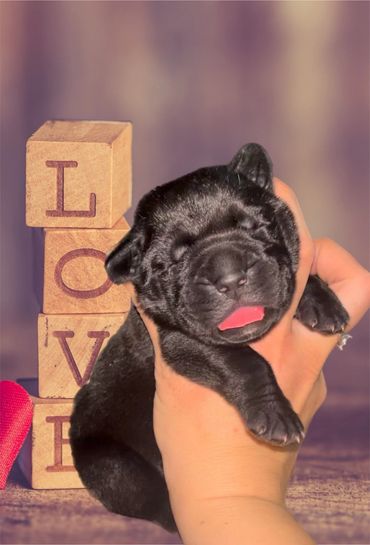 Cane Corso puppy newborns