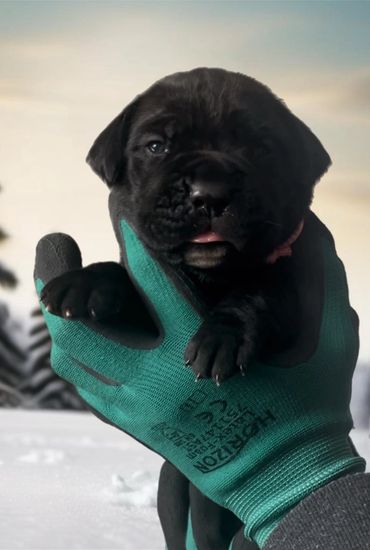 Cane Corso puppy
