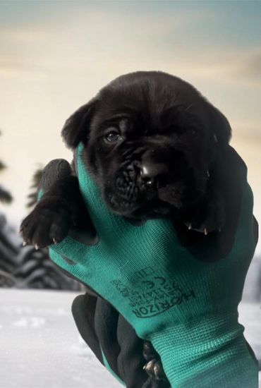 Black Cane Corso puppy