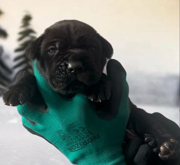 Cane Corso puppy