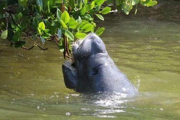 A manatee reaching out of water to eat leaves from a tree.