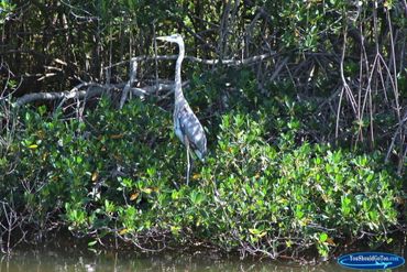 A tall heron stands near green bushes by the water.