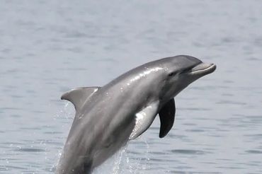 A dolphin leaping out of the water in the ocean.
