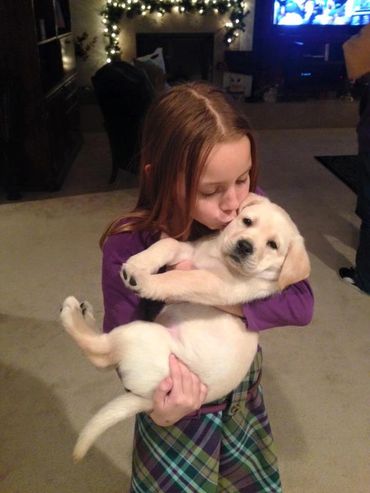 Labrador puppy, what more could you want.