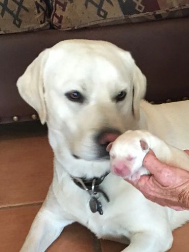 Labrador dad Charlie with one of his pups.