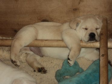 This labrador puppy ate too much lunch.