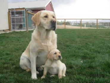 Labrador dad CH Hiddensprings Blue Goose MH and daughter Abbylabbie.