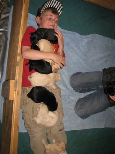 Labrador puppies, how fun.