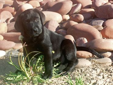This beautiful English Labradors name is Seamus.