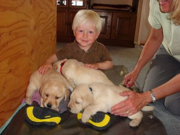 Which labrador do we want mommy?