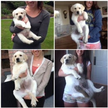 English labrador, look how I've grown.