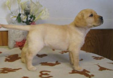 Breeding for confirmation, health, and wonderful low-keyed temperament.