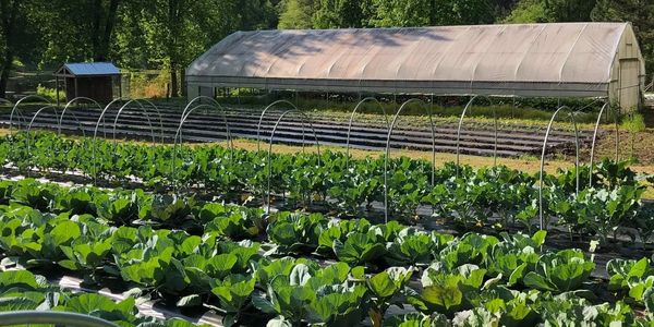 Organic gardens at 180 Degree Farm