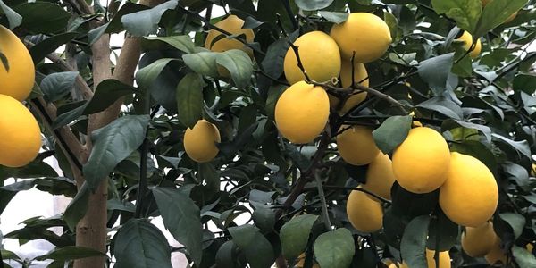 Organic Citrus House at 180 Degree Farm