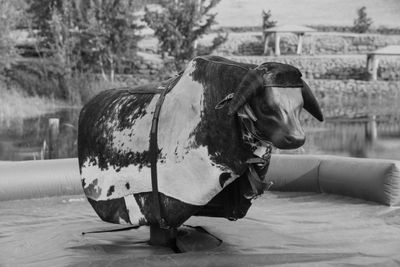 Buddy the Bull. Mechanical bulls for rent in Oregon, Washington, California and Idaho.