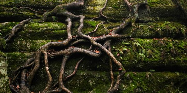 Tree roots sprawling over mossy rocks.