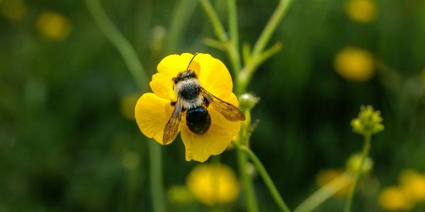 Bee resting on a yellow flower.