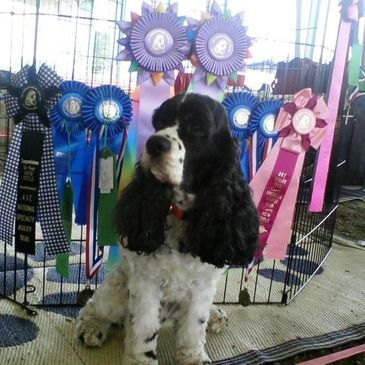 A proud dog sitting in front of multiple award ribbons.