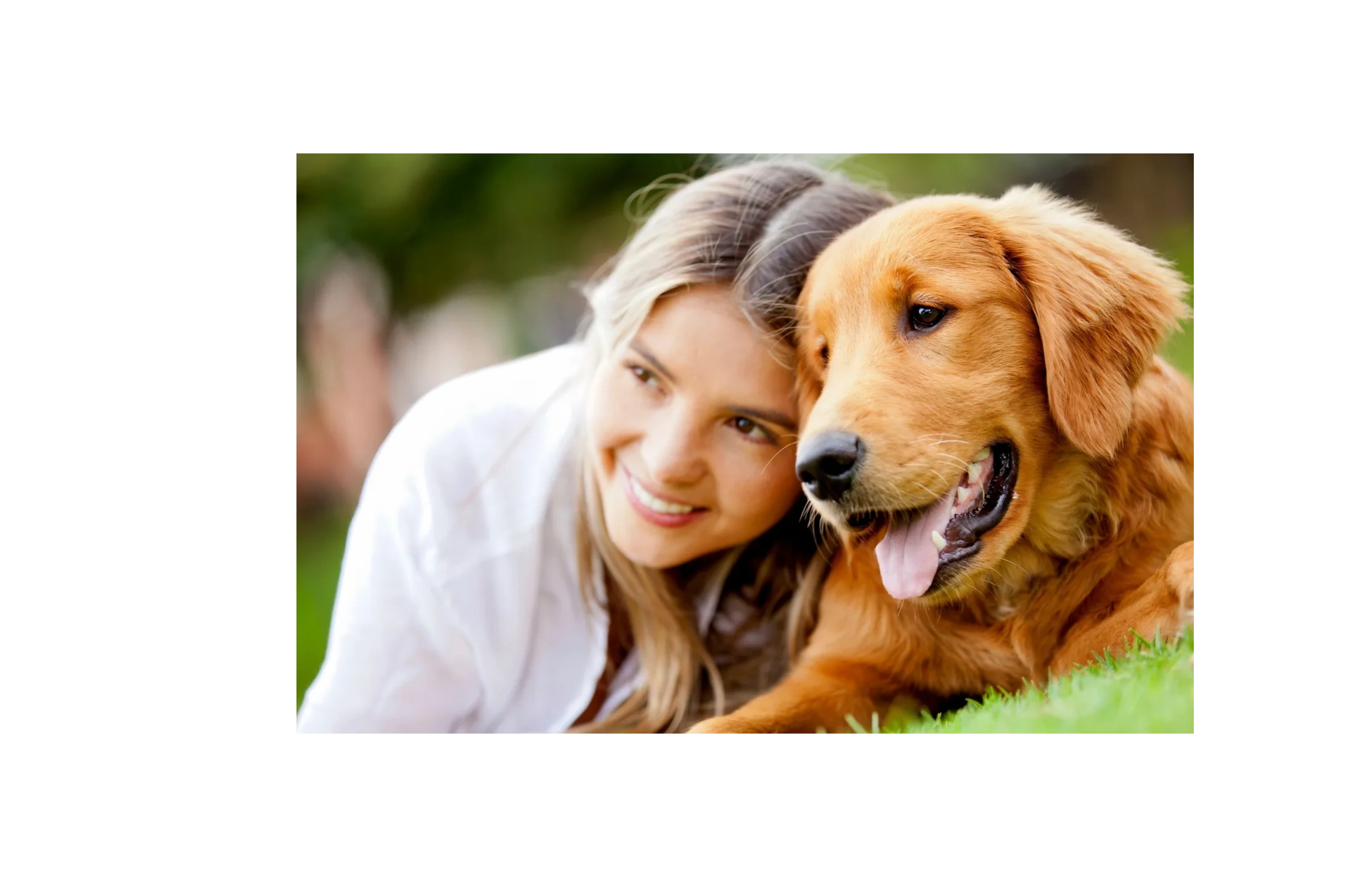 canine advisory dog training