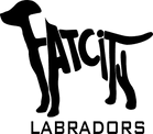 Fatcity Labradors