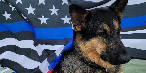 A German Shepherd dog with a Thin Blue Line flag behind it.