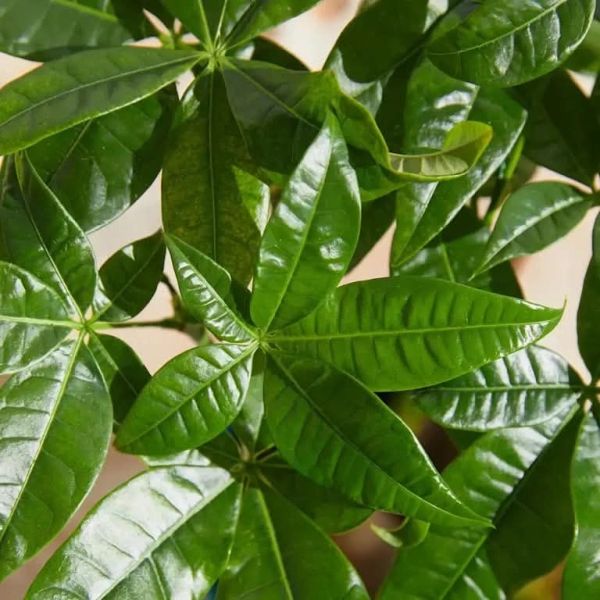 Close-up of shiny, green tropical leaves with a star-like shape.