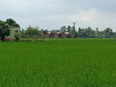 Lush Green Surroundings