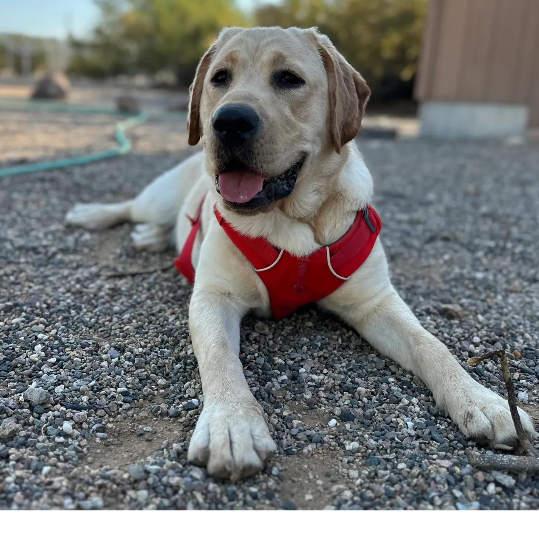 A yellow Labrador Retriever in a red harness lays on the ground outdoors looking happy and relaxed.