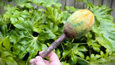 Ostara Drum beater design showing an early spring sun warming the land