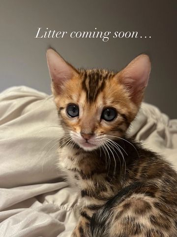 Litter coming soon.