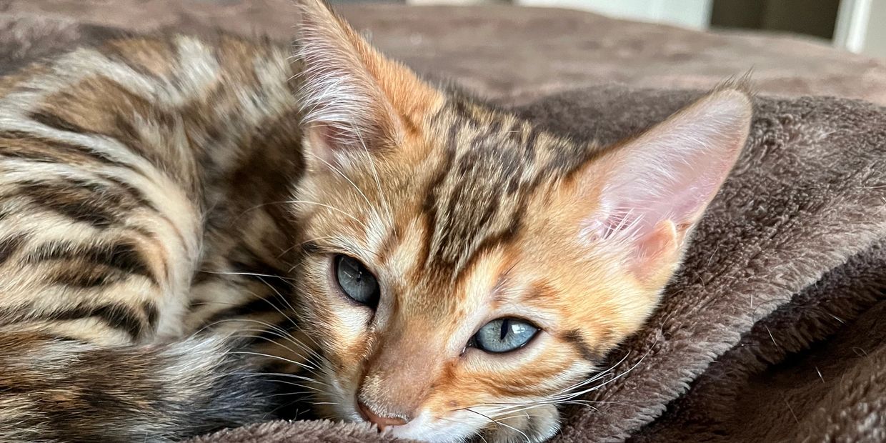 A Bengal cat with blue eyes resting on a brown blanket.