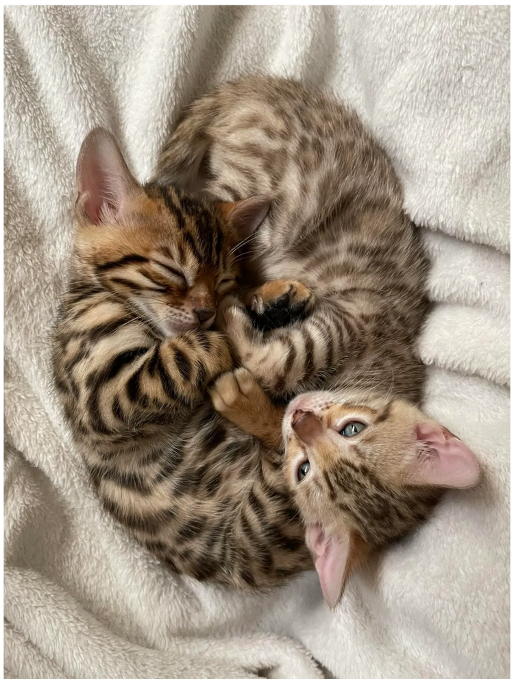 Two spotted kittens curled up together on a soft white blanket.