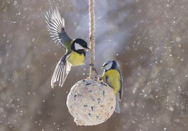 A great tit and a Eurasian blue tit eating from a suet ball in the snow.