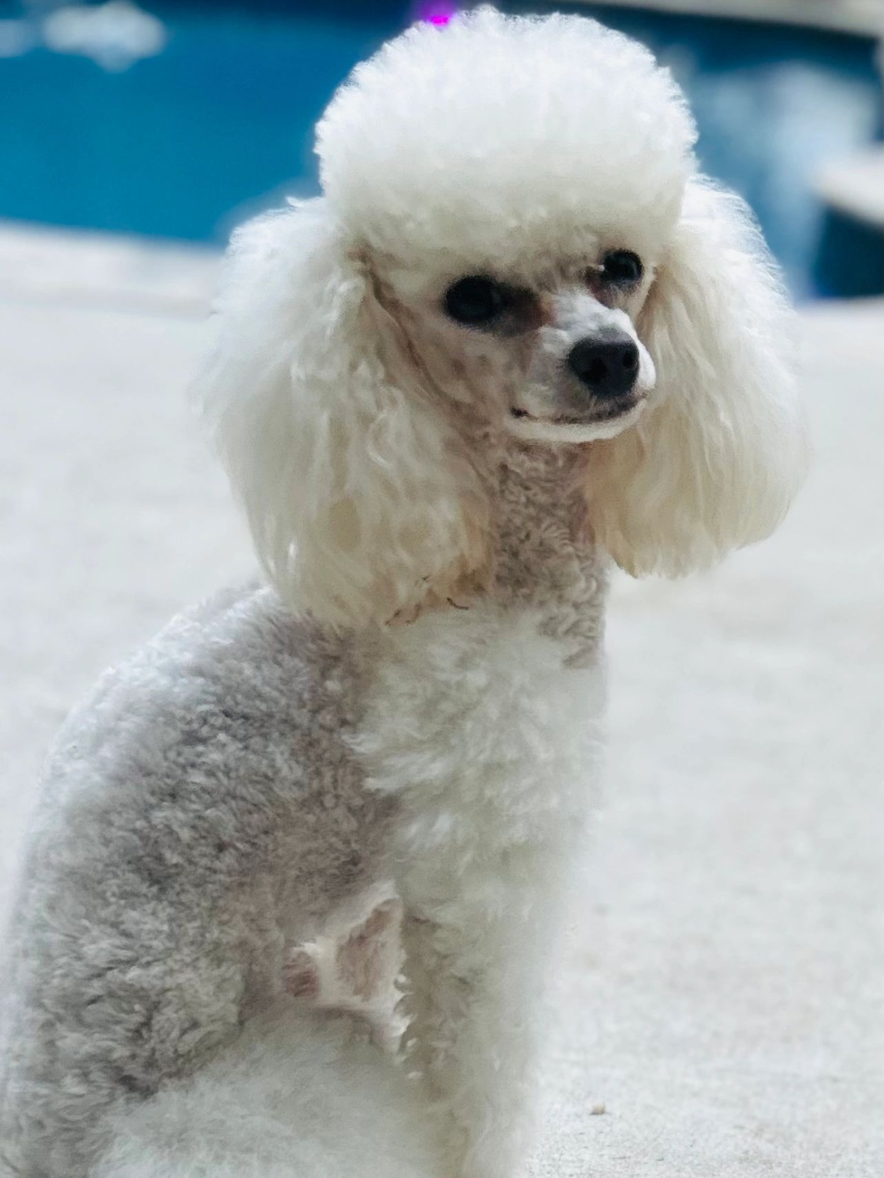 white female toy poodle