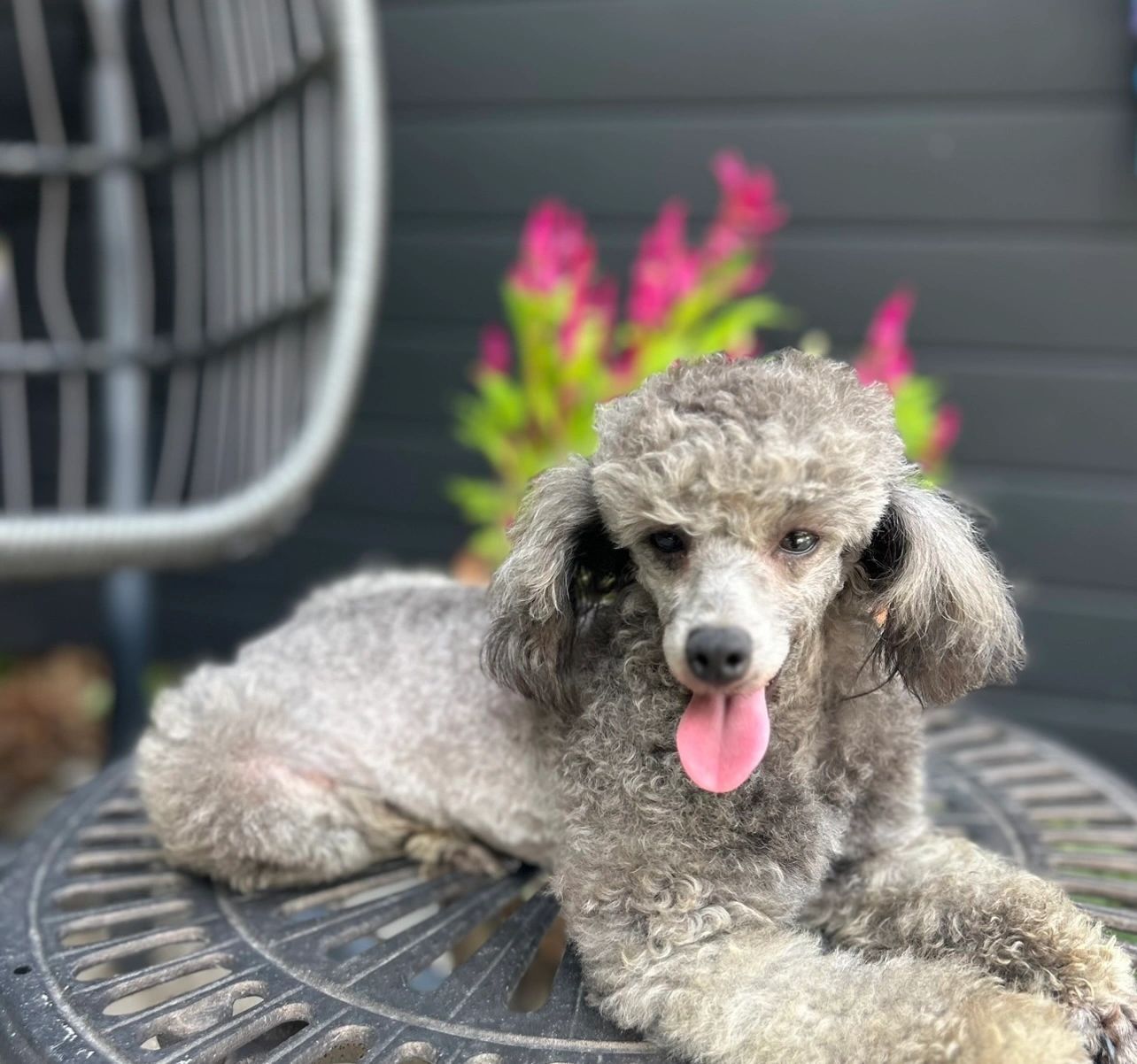 Silver toy poodle