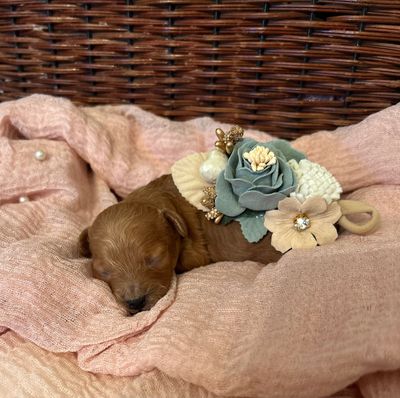 Red toy poodle
