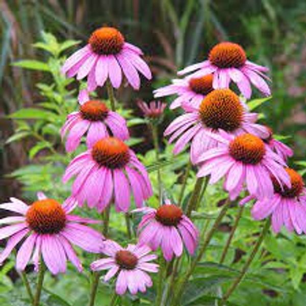 Perennial: Purple Cone Flower