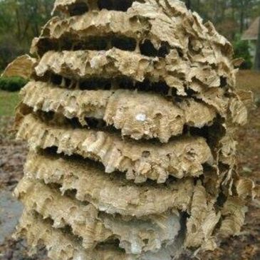 Large nest