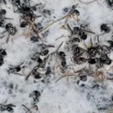 Dead insects scattered on a white surface.
