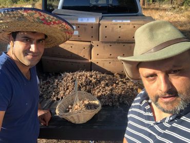 Darush is planing to plant about 40000 bulbs