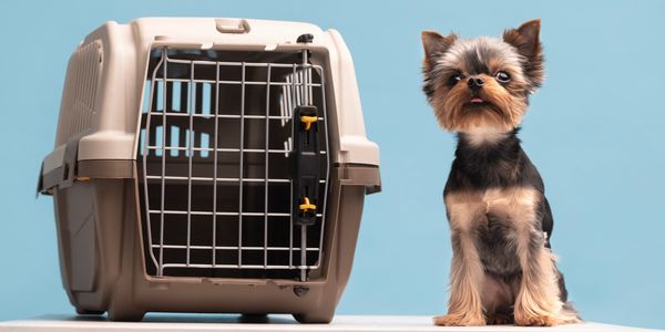 Small Yorkshire Terrier sitting next to a pet carrier.