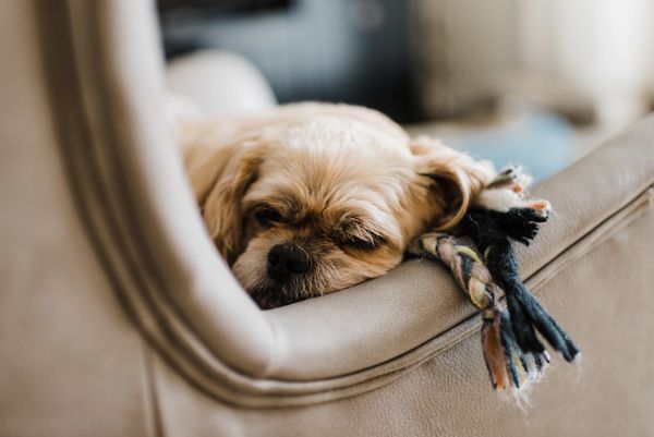 Small dog resting on a beige couch with a colorful rope toy beside it.