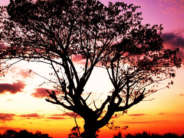Silhouette image of a tree with vibrant Coloured sky