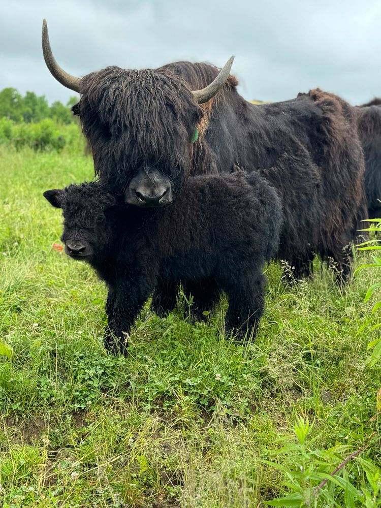 A Highland cow nuzzles its calf in a green field.