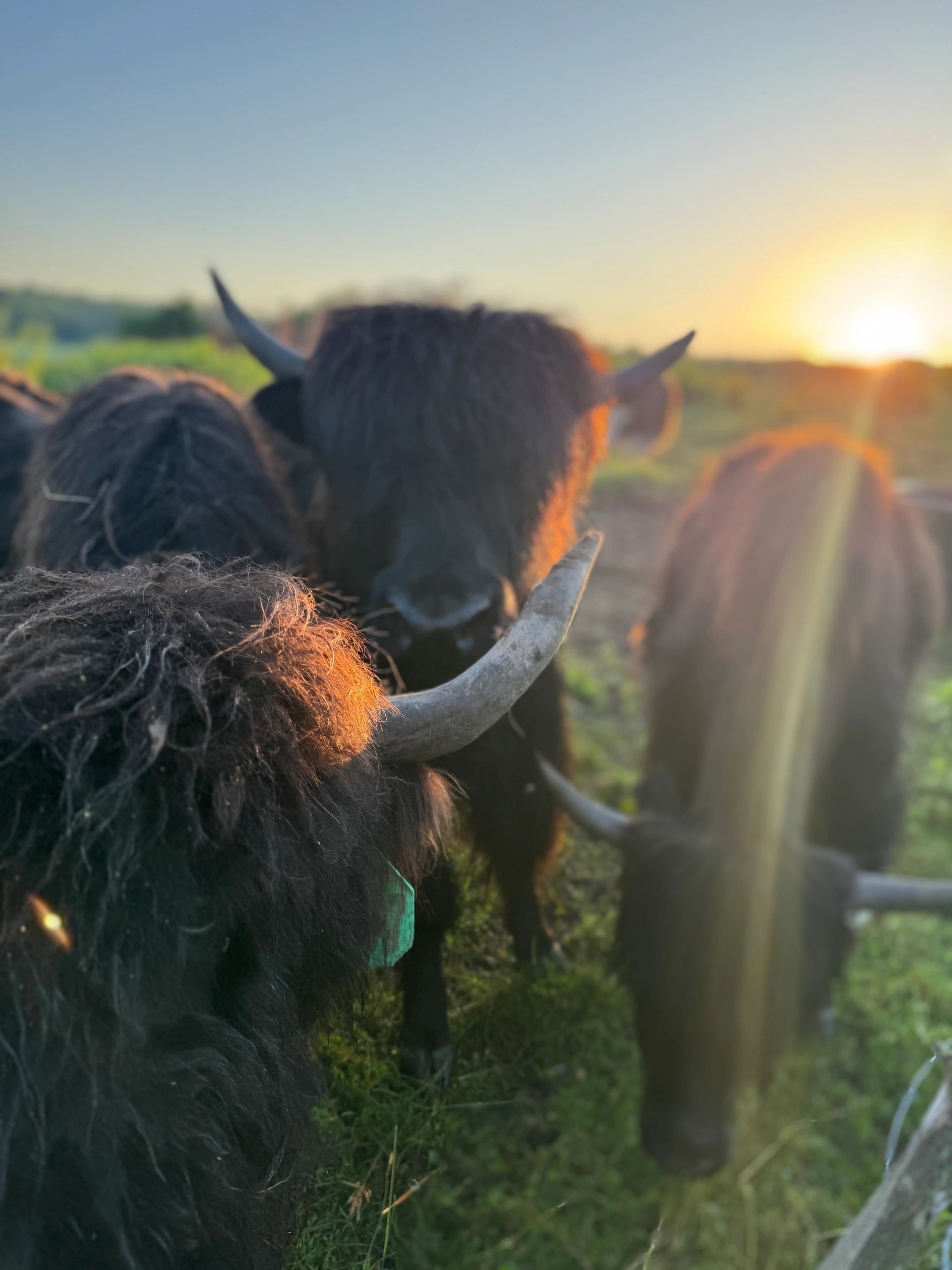 Black Highland cattle with horns in a sunlit field at sunset.