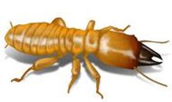 Close-up photograph of a termite.